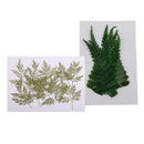 20pcs Handmade Pressed Dried Flowers Plant Leaves for DIY Phone Case Crafts