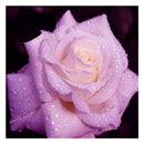 Rose 5D Diamond Painting DIY Embroidery Craft Cross Stitch Home Decor Gift