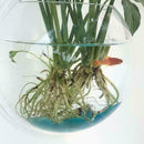 Wall Mounted Fish Tank Bubble Hanging Terrarium New Betta Aquari Goldf O3C8