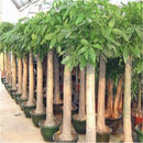 1pcs pachira money tree seeds good luck much money indoor plant ornamental ly