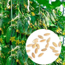 20pcs Cucumber Seeds Organic Russian Pickling Vegetable Fruit  Garden Plants