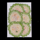 6x Dried Vegetable Bitter Gourd Slices Specimen for DIY Mobile Phone Case