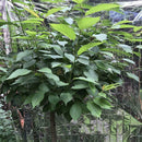 210x120cm Reflective Film Plants Garden Greenhouse Covering Foil Sheets