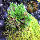 Rose of Jericho Dinosaur Plant Air Fern Spike Moss Live Resurrection House B6K5