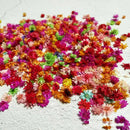 200Pcs Natural Dried Flower Head Daisy Glass Cover Nail Art Epoxy DIY Hand Craft