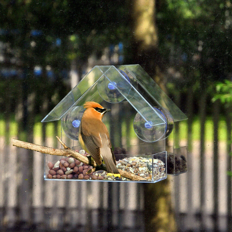 Clear Glass Window Viewing Bird Feed Hotel Table Seed Peanut Hanging Suction