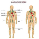 Plant Therapy Lymphatic Drainage Ginger Essential Oil Massage Aromatherapy Rela