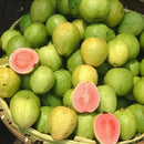 50pcs Guava Seeds Delicious TropiFSl Fruit Seed Non Transgenic Plant BonsTOCA