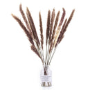 15pcs Natural Dried Pampas Grass Reed Flower Bunch Home Wedding Bunch Decor AU