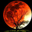 4 Pack Tree DIY 5D Diamond Painting Kits Full Drill Cross Stitch Home Decor