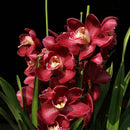 100 PCS Chinese Cymbidium Orchid Indoor Potted Flowers Orchid Cicada Q2Z1 S Q5T5