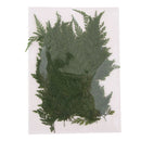 50 Pieces Long Real Pressed Leaves Dried Flower Embellishments for Card Making