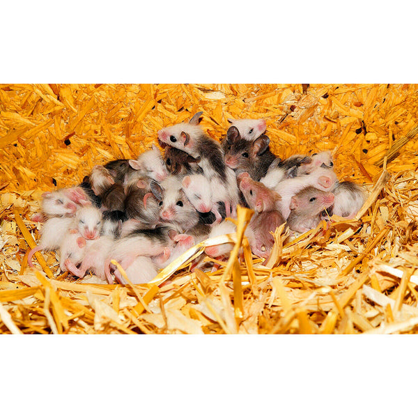 1000pcs DIY Rat Nest Jigsaw Puzzle Children Adults Toys Animals Art Picture