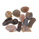 Pristine Natural Stones Reiki Rocks Ornament for Bonsai Fish Tank, Set of 12