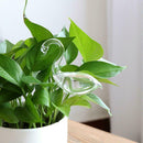 1x Glass Water Feeder Flower Plant Self Watering Bird Plant Waterer Garden  New