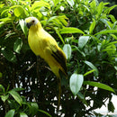 4x True to Nature Parrot Desktop Ornament Artificial Feathered Birds 35cm