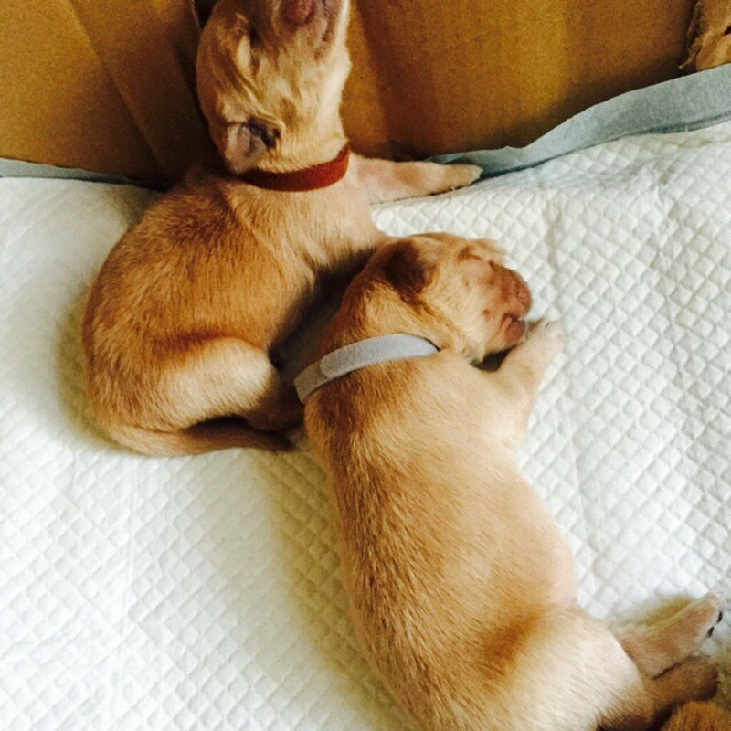 12pack Tiny Collar Kittens, Puppies, Cats, Dogs, Ferrets, Rabbits, Possums Whelp