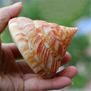 Emperor's Slit Shell Cone Shells Multi-Purpose DIY Crafts Nautical Decors 5