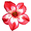 20pcs adenium obesum seeds desert rose perennial flower garden bonsai plant @LJ