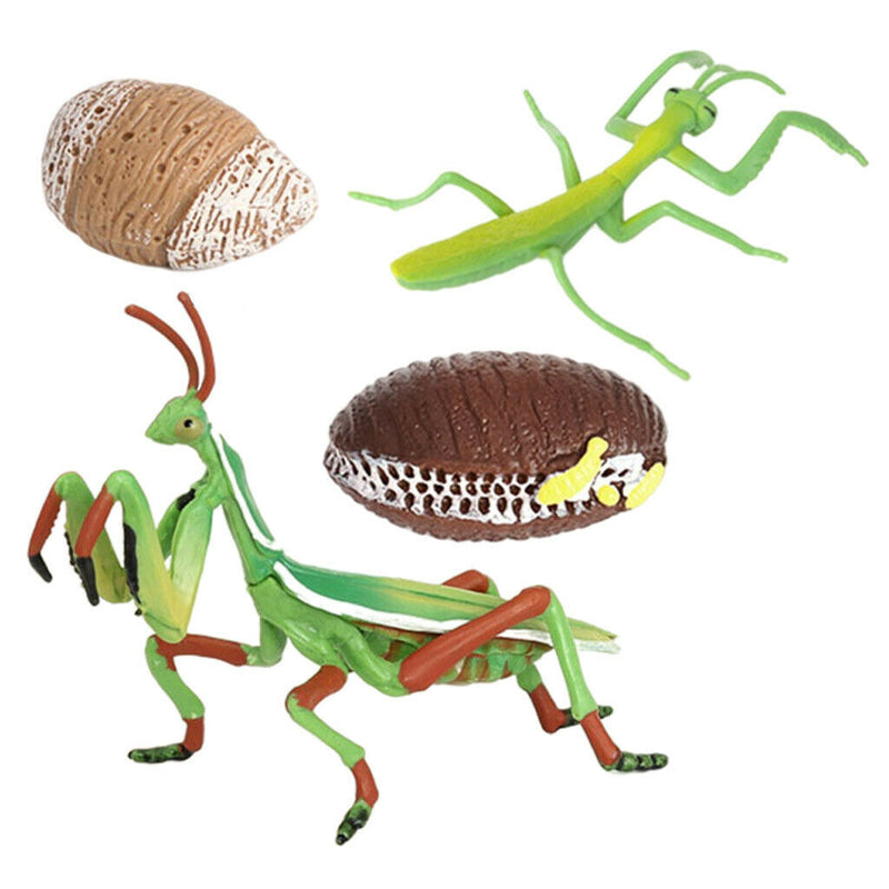 Lifelike Life Cycle of Mantis Growth Pre-school Cognitive Toys Themed Party