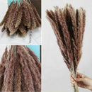 15Pcs Natural Dried Pampas Grass Reed Flower Bunch Wedding Bouquet Home Decors