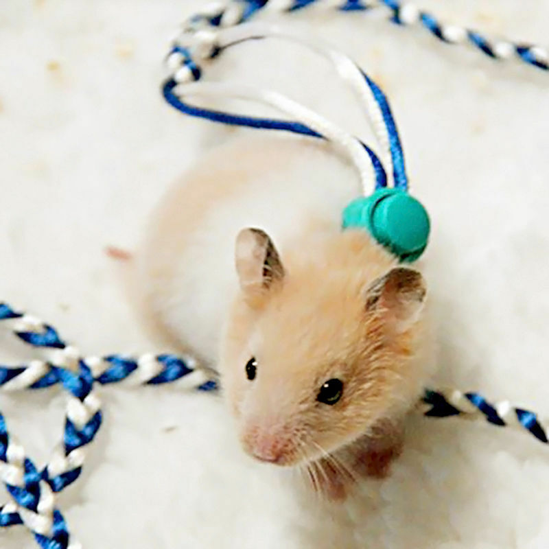Animal Leash Rope For Hamster Mouse Squirrel Sugar Glider Harness Leashe S Gw