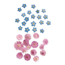 20Pcs Pressed Flowers Petals Real Natural Dried Flower for DIY Floral Decor
