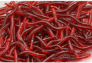 100 x Soft Red Earthworm Fishing Bait Worm Lures Crankbaits Hooks Baits Tackle