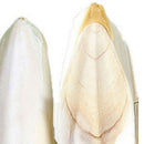 1 Bag Cuttlefish Cuttle Fish Bone Parrotts Birds Reptiles Tortoise Fun Food B0R8