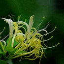 Honeysuckle Seeds Fast Fragrant Garden Plant 50Pcs Supply K7D9 P1B2 S7M1 G9B7