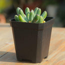 5pcs Mini Square Plastic Plant Flower Pot Office Decor Planter Black Dcql