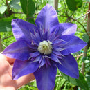 200pc Clematis Flower Plant Seeds Garden Yard Bonsai Decor Flower Seeds