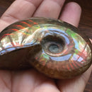 Iridescent Ammonite Natural Ammolite Facet Specimen Fossil Madagascar TR
