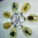 Scorpion Glow Lucite Keyring Keychain Insect Jewelry Taxidermy Gift FT