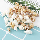 Seashells Corn Screw Wall Decoration DIY Aquarium Landscape  New