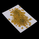 6x Pressed Flowers Real Carrot Flower Dried Flower for Jewelry Making Yellow