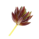 Set of 2 Artificial Succulent Flower Real Touch Simulation Faux Plant 310