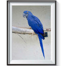 5D DIY Full Drill Diamond Painting Bird Embroidery Mosaic Craft Kits Decor