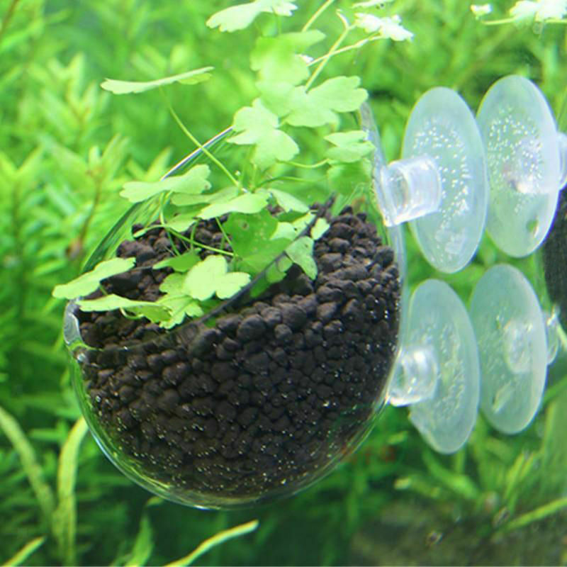 2Pcs Aquarium   Tank Glass Live Plant Cup Pot Crystal Red Shrimp Holder