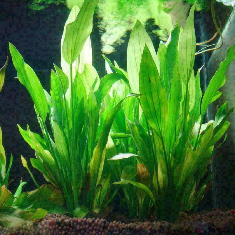 Fish Tank Aquarium Decor Green Artificial Plastic Water Grass Plant Kits Ne B5S6