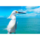 1000pcs DIY Egret Puzzle Educational Learning Assembling Jigsaw Toys Craft