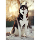 5D DIY Full Drill Diamond Painting Sitting Wolf Dog Cross Stitch Embroidery