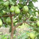 50pcs Guava Seeds Delicious Tropical Fruit Seed Non Transgenic Plant Bonsai LJ