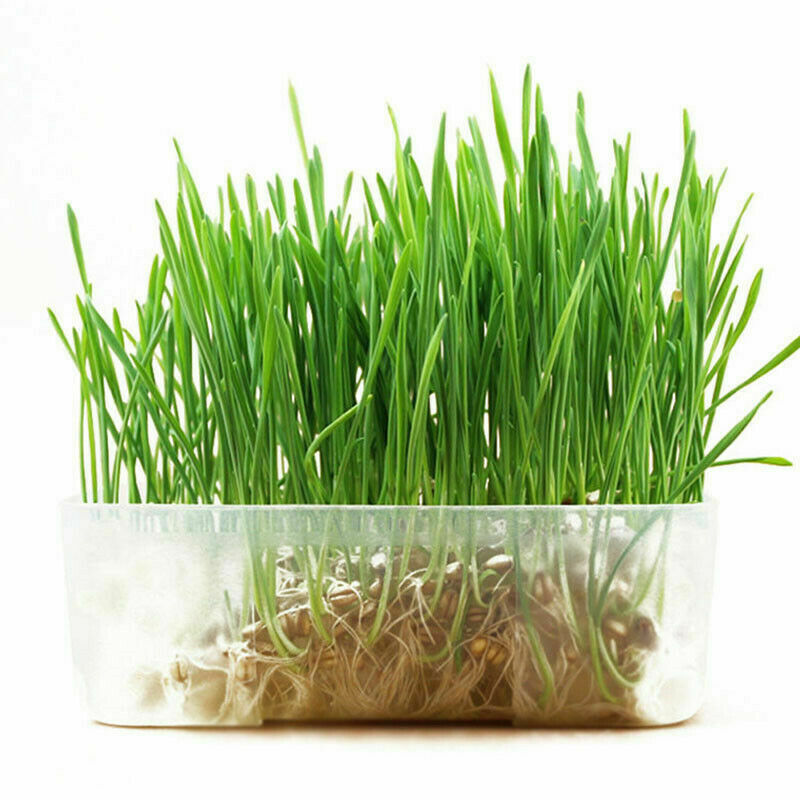 800Pcs/Set Cat Grass Seeds Oats Antioxidant Pets Health F5O6 Food
