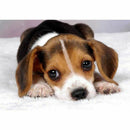 Full Square Diamond 5D DIY Diamond Painting "Dog" Embroidery Cross Stitch R