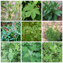 5ml Herbicide Fluoroglycofen Remove Broadleaf Weed Kill Grass Emulsifiable Oi@