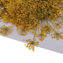 6x Pressed Flowers Real Carrot Flower Dried Flower for Jewelry Making Yellow