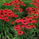 250x RED RUBY ECHINACEA / CONE-FLOWER FLOWER SEEDS / LONG LASTING PERENNIAL