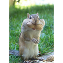 5D DIY Full Drill Diamond Painting Squirrel Cross Stitch Mosaic Kit (QF117)