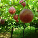 20pcs Tropical Exotic Passion Fruit Seeds Purple Passiflora Edulis GerminationLJ